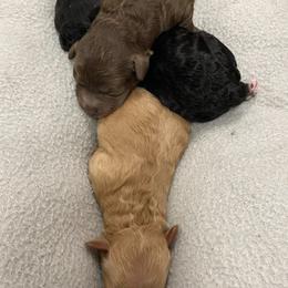 Poodle Puppies from Toy Poodles 305