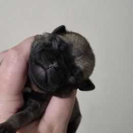 Boy 5 - Fawn male Pug puppy in Olin, North Carolina from Piggy Pugs