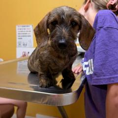 Crew-Special Needs Read Description - Brindle male Dachshund puppy in Auxvasse, Missouri from Above Par Kennels