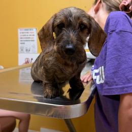 Crew-Special Needs Read Description - Brindle male Dachshund puppy in Auxvasse, Missouri from Above Par Kennels