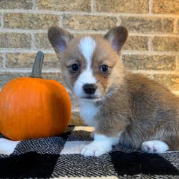 Black collar male - Sable male Pembroke Welsh Corgi puppy in Mcarthur, Ohio from Bentley Corgis LLC