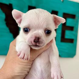 Castle - Cream male Chihuahua puppy in Spring Hill, Florida from Stardom Chihuahuas & CKCS