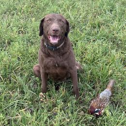 Lena - Chesapeake Bay Retriever