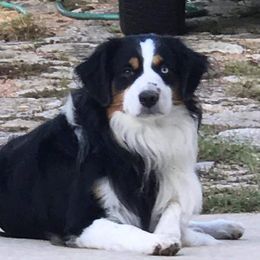 Bear - Miniature Australian Shepherd