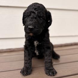 Captain Hook - Black male Goldendoodle puppy in Pittsburg, Texas from Peachy Pine Goldendoodles
