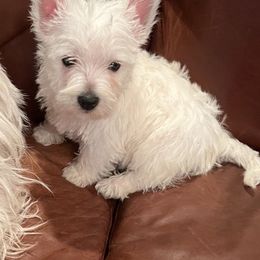 West Highland White Terriers from Mel’s Westies