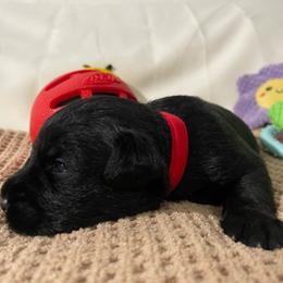Red collar Boy - Black male Miniature Schnauzer puppy in San Diego, California from KMS-Miniature Schnauzers