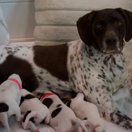 German Shorthaired Pointer puppies from Foxtail Hollow