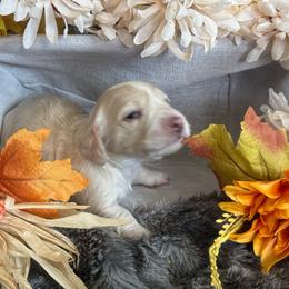 Dachshund Puppies from Buckwild Doxies