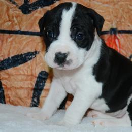 11 - female Alapaha Blue Blood Bulldog puppy in Walbridge, Ohio from United Alapaha Bulldogs