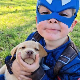 Labrador Retrievers from Okie Shed Dogs LLC