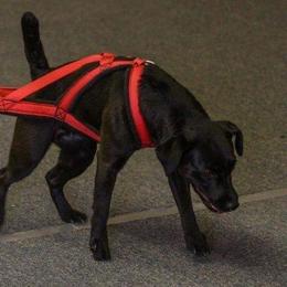 Tara - Patterdale Terrier
