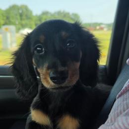 Black tan - Black and tan female Dachshund puppy in Ashford, Alabama from Circle City Dachshunds