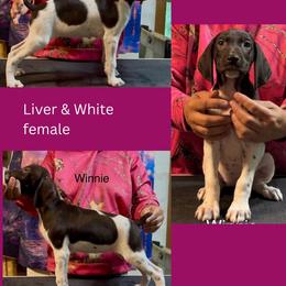 Winnie - Liver and white female German Shorthaired Pointer puppy in Aitkin, Minnesota from Whispering’s GunDogs