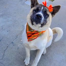 Akita from Gang of Inu