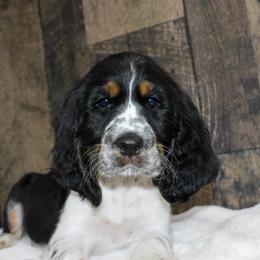 Rover - Black white and tan male English Springer Spaniel puppy in Winchester, Kentucky from Hidden Springs Farm