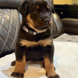 Grey Collar - A Litter - Black and tan female Beauceron puppy in Sterling, Illinois from Beaucerons of Tempete De Hope