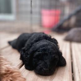 Bernedoodle, Bernese Mountain Dog, Cavalier King Charles Spaniel, and Goldendoodle Puppies from Adventure Doodles Of East TN
