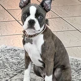 Boston Terrier Puppies from Christy's Boston Butts