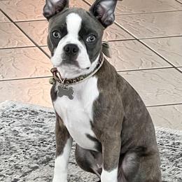 Boston Terrier Puppies from Christy's Boston Butts