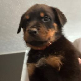 Girl 2 - Black and mahogany female Rottweiler puppy in Ridgeland, South Carolina from VHK Rottweilers