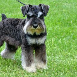 Miniature Schnauzers from Sumerwynd Miniature Schnauzers