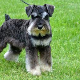 Miniature Schnauzers from Sumerwynd Miniature Schnauzers