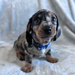Jack (Butternut) - Dapple male Dachshund puppy in Ocala, Florida from Weenie Boops