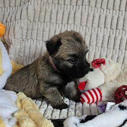 Girl pink - Wheaten female Cairn Terrier puppy in Lore City, Ohio from Loves Kennel