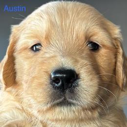 Austin - Golden male Golden Retriever puppy in Vail, Arizona from Retrievers Gold AZ