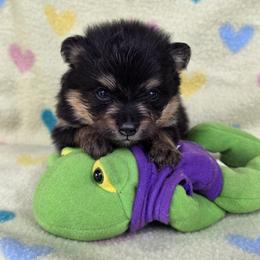 Ace - Black and tan male Pomeranian puppy in Wimberley, Texas from Pitter Patter Poms