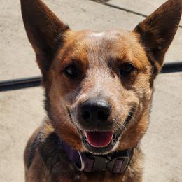 CHEYENNE - Australian Cattle Dog