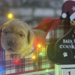 Jolly - Yellow male Labrador Retriever puppy in Dixon, California from Rosslyn Labradors (Rose-Line)