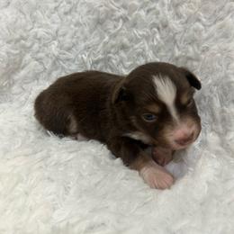 Pearl - Red tri female Miniature Australian Shepherd puppy in Roseville, California from Golden State Mini Aussies