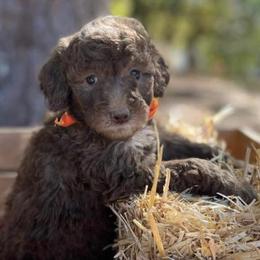 Goldendoodles from Libby Lou’s Goldendoodles