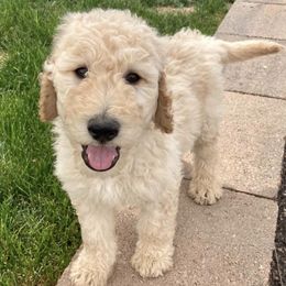 Goldendoodles from Pippins Pick of the Litter