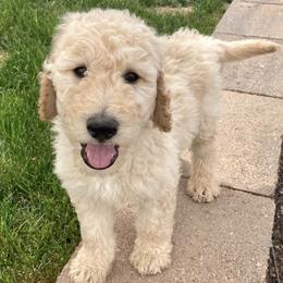 Goldendoodles from Pippins Pick of the Litter