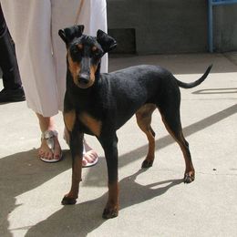 Manchester Terriers from Medley