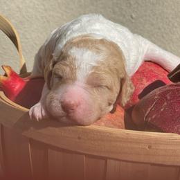 Pecan - Red female Labradoodle puppy in St George, Utah from Terra's Swann's Kennels
