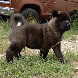 Akita Puppies from Folklore Akitas