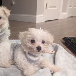 Maltese from Maltese Momma