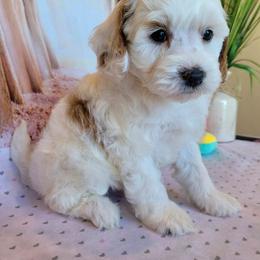 Aussiedoodle, Cavapoo, and Poodle Puppies from Perkins Pups