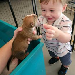Boy 1 - Red male American Staffordshire Terrier puppy in Springfield, Illinois from Prairieland Kennels