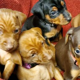 Bernedoodles, French Bulldogs, Miniature Pinschers, and Poodles from French Pinsch Mi Doodle Kennels