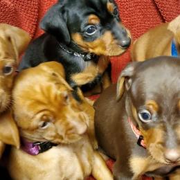Bernedoodles, French Bulldogs, Miniature Pinschers, and Poodles from French Pinsch Mi Doodle Kennels