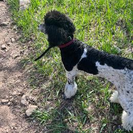 Nova - Poodle