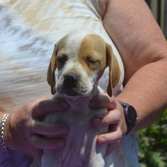 Girl 1 - female Pointer puppy in Millbury, Massachusetts from RaceCity