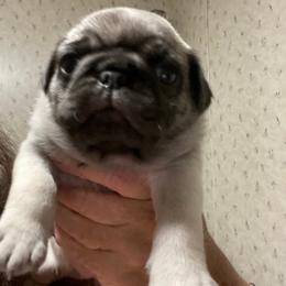 Boy 3 - Fawn male Pug puppy in Olin, North Carolina from Piggy Pugs
