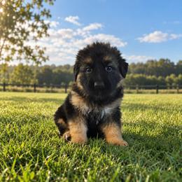 Black - Black and red female German Shepherd puppy in Spring Hill, Florida from Iron Crest Shepherds