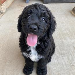 Bernedoodle puppies from Elle and Oak Farms